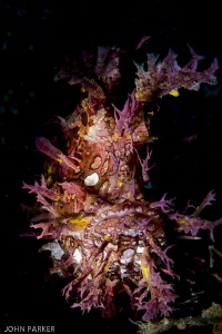 Purple Rhinopia Aphol Anilao by John Parker 
